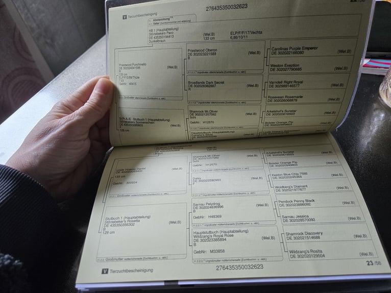 Welsh-B Hengst 3 Jahre 130 cm Brauner in Wittmund