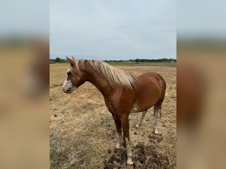 Welsh-B Hengst 3 Jahre 130 cm in De Mortel