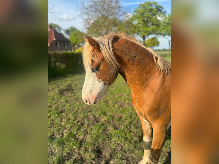 Welsh-B Hengst 3 Jahre 130 cm in De Mortel