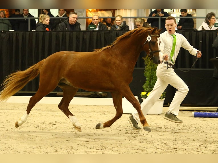 Welsh-B Hengst 3 Jahre 132 cm Fuchs in Waterlandkerkje