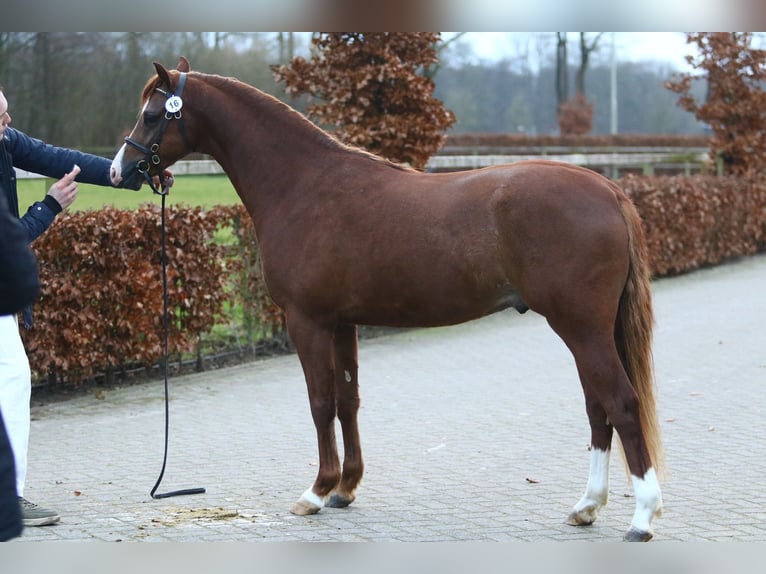 Welsh-B Hengst 3 Jahre 132 cm Fuchs in Waterlandkerkje