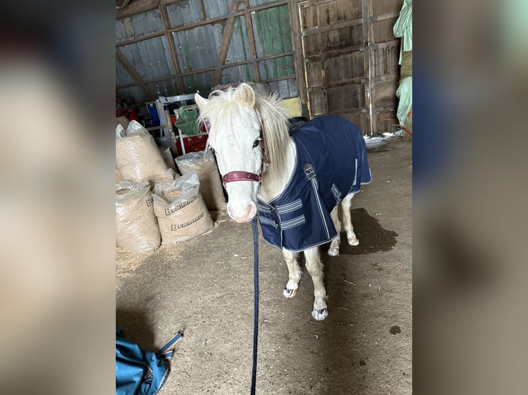 Welsh-B Mix Hengst 4 Jaar 120 cm Wit in Nienborstel