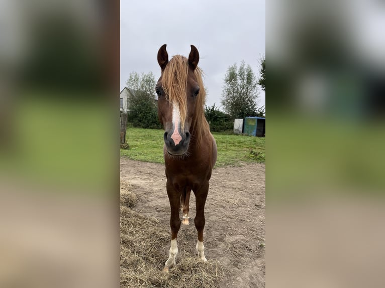 Welsh-B Hengst 4 Jaar 130 cm Donkere-vos in Brugge