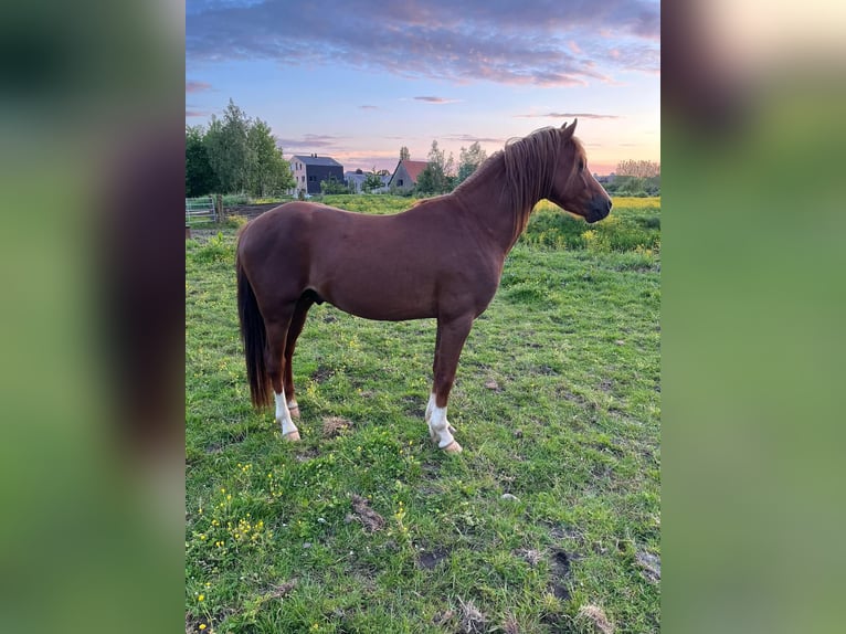 Welsh-B Hengst 4 Jaar 130 cm Donkere-vos in Brugge