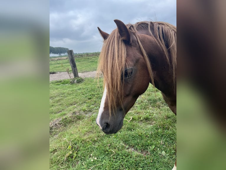 Welsh-B Hengst 4 Jaar 130 cm Donkere-vos in Brugge