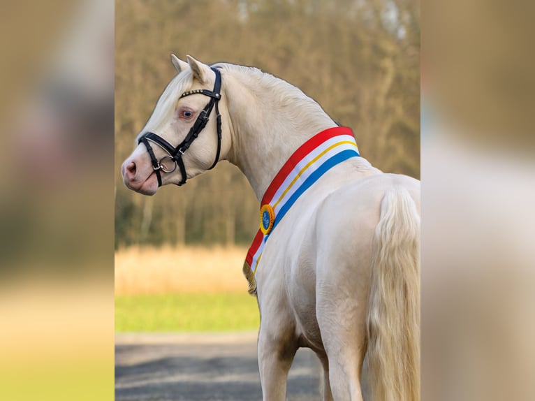 Welsh-B Hengst 4 Jaar 134 cm Cremello in Badbergen