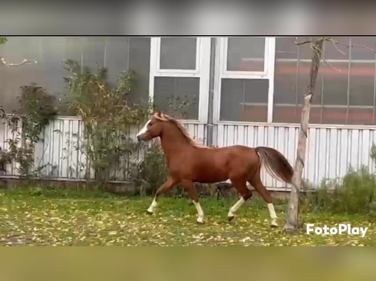Welsh-B Hengst 4 Jaar 134 cm Donkere-vos in Niederzier