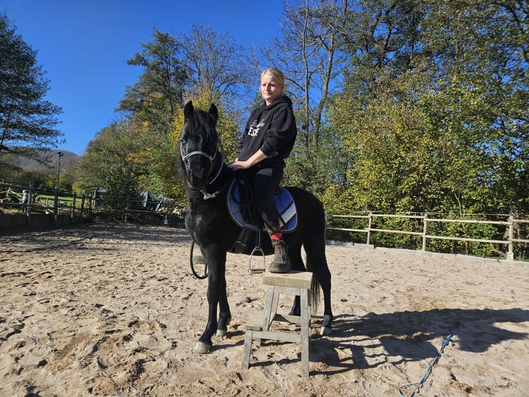 Welsh-B Hengst 4 Jahre 119 cm Rappe in Neuffen