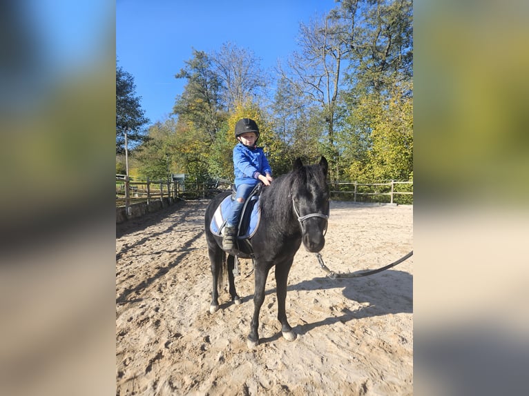 Welsh-B Hengst 4 Jahre 119 cm Rappe in Neuffen