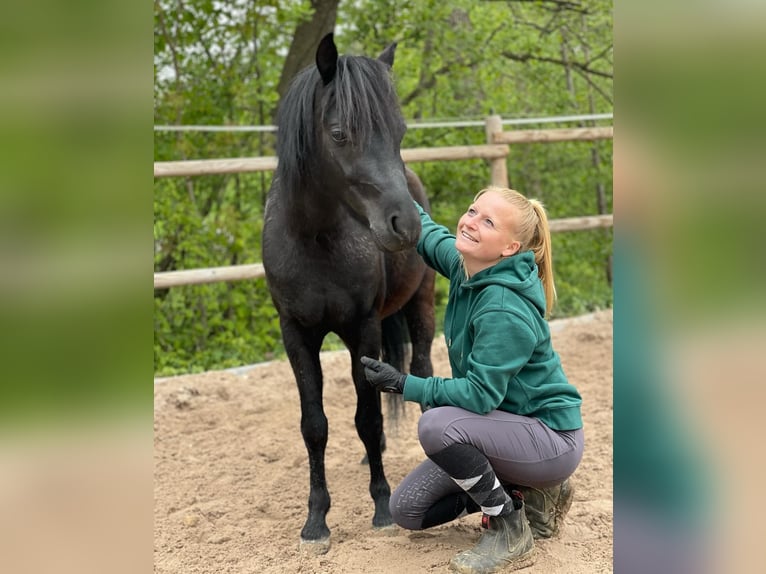 Welsh-B Hengst 4 Jahre 119 cm Rappe in Neuffen