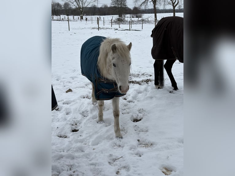 Welsh-B Mix Hengst 4 Jahre 120 cm White in Nienborstel
