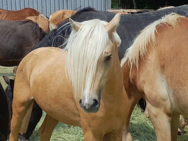 Welsh-B Hengst 4 Jahre 127 cm Palomino in Niederzier