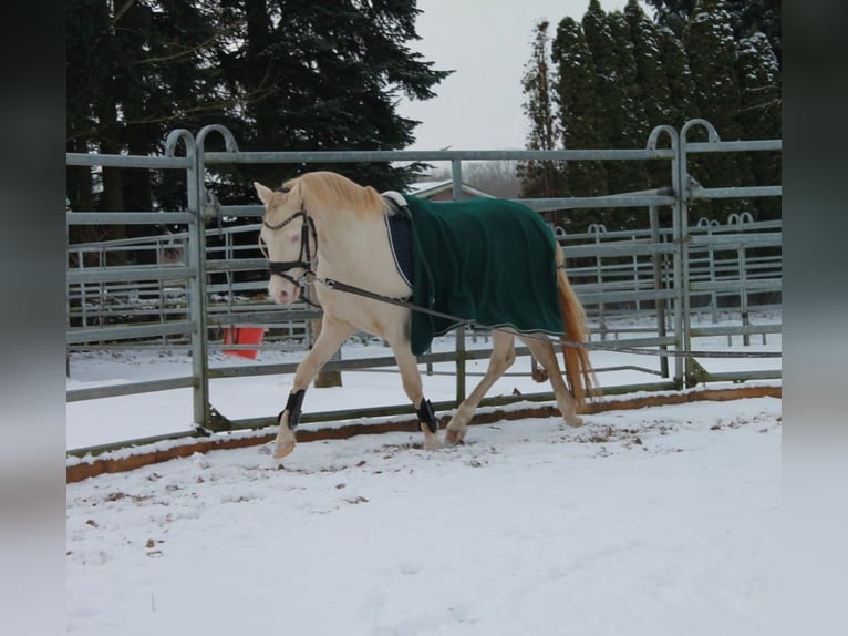 Welsh-B Hengst 4 Jahre 130 cm Cremello in Christinenthal