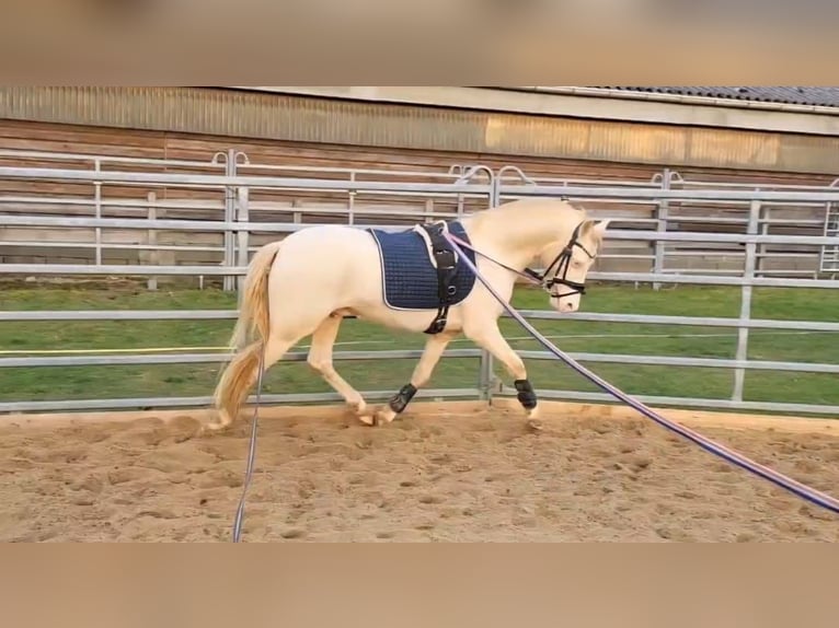 Welsh-B Hengst 4 Jahre 130 cm Cremello in Christinenthal