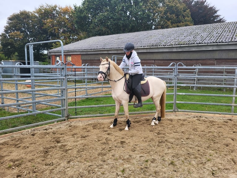 Welsh-B Hengst 4 Jahre 130 cm Cremello in Christinenthal