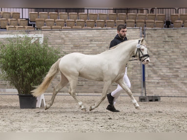 Welsh-B Hengst 4 Jahre 130 cm Cremello in Christinenthal