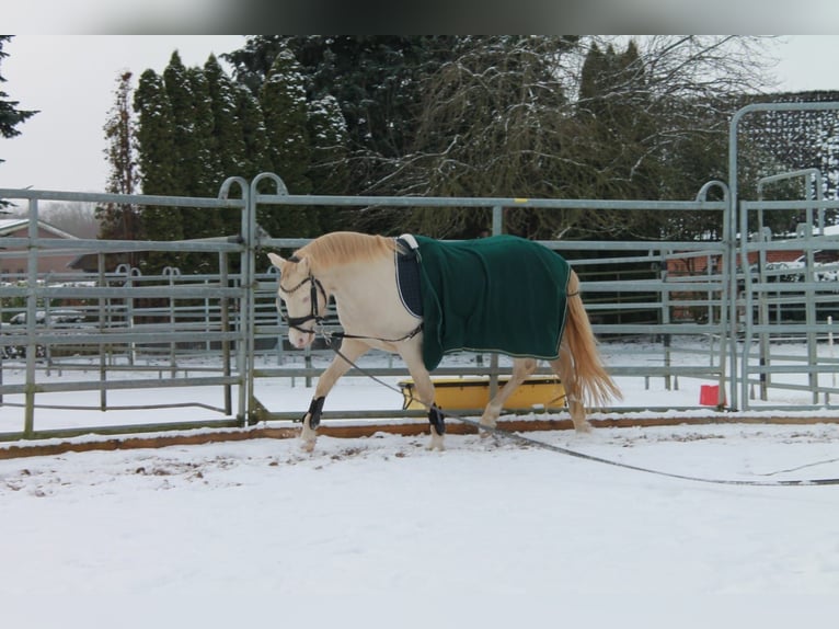 Welsh-B Hengst 4 Jahre 130 cm Cremello in Christinenthal