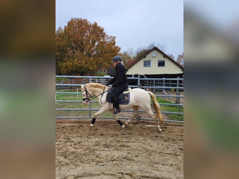 Welsh-B Hengst 4 Jahre 130 cm Cremello in Christinenthal