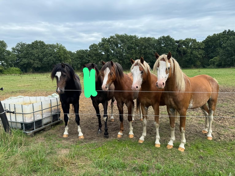 Welsh-B Hengst 4 Jahre 130 cm in De Mortel