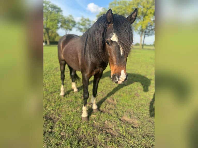 Welsh-B Hengst 4 Jahre 130 cm in De Mortel