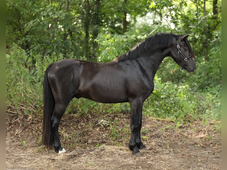 Welsh-B Mix Hengst 4 Jahre 130 cm Rappe in Aalten