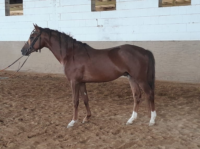Welsh-B Hengst 4 Jahre 133 cm Dunkelfuchs in Niederzier