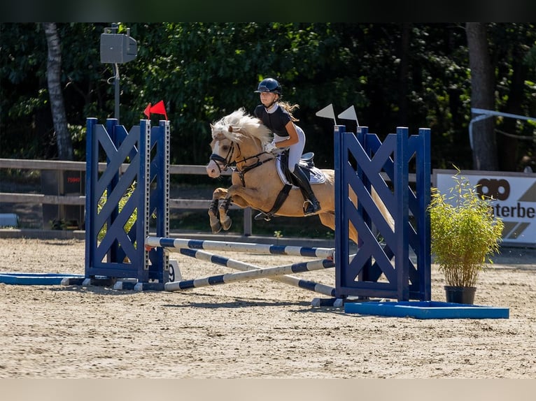 Welsh-B Hengst 4 Jahre 135 cm Palomino in Oirschot