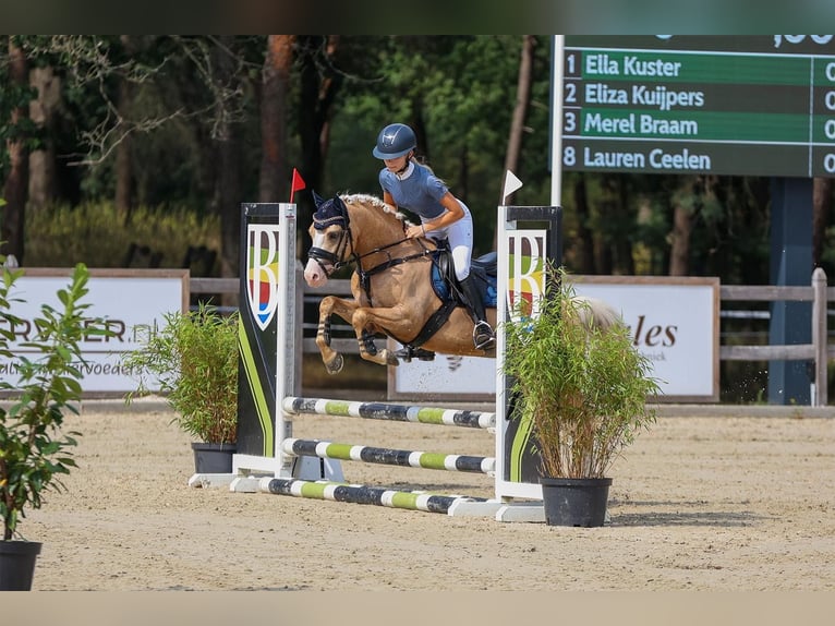 Welsh-B Hengst 4 Jahre 135 cm Palomino in Oirschot