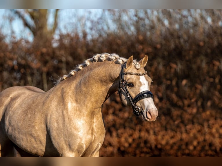 Welsh-B Hengst 4 Jahre 135 cm Palomino in Oirschot