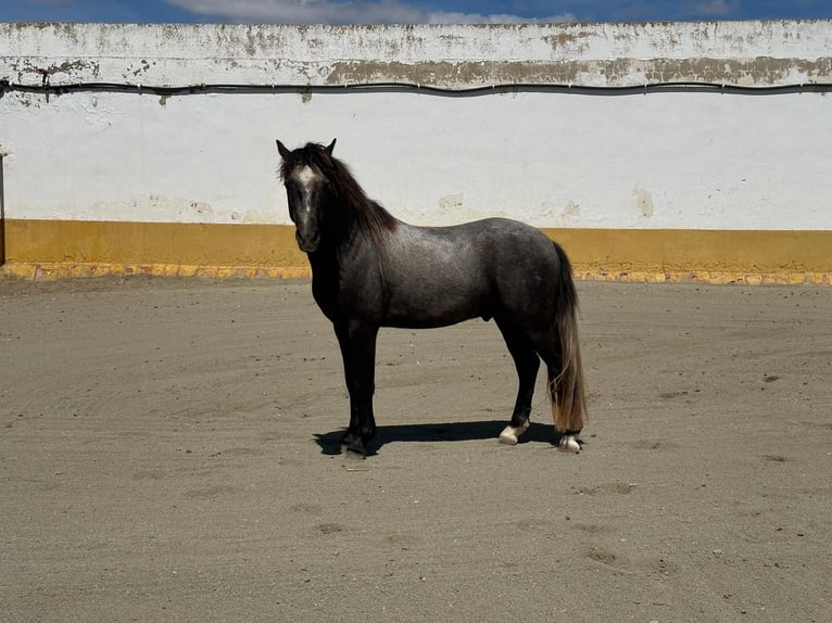 Welsh-B Hengst 5 Jaar 124 cm in Albacete