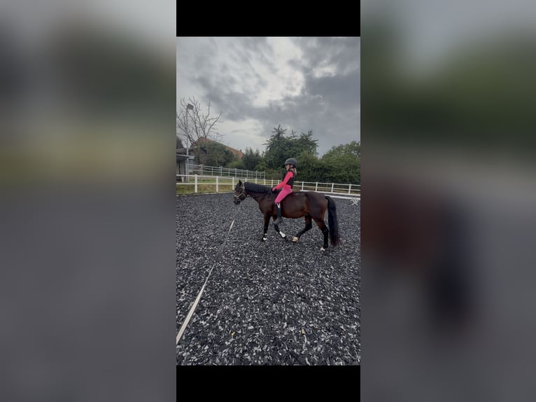 Welsh-B Hengst 5 Jaar 136 cm Donkerbruin in Groß Twülpstedt