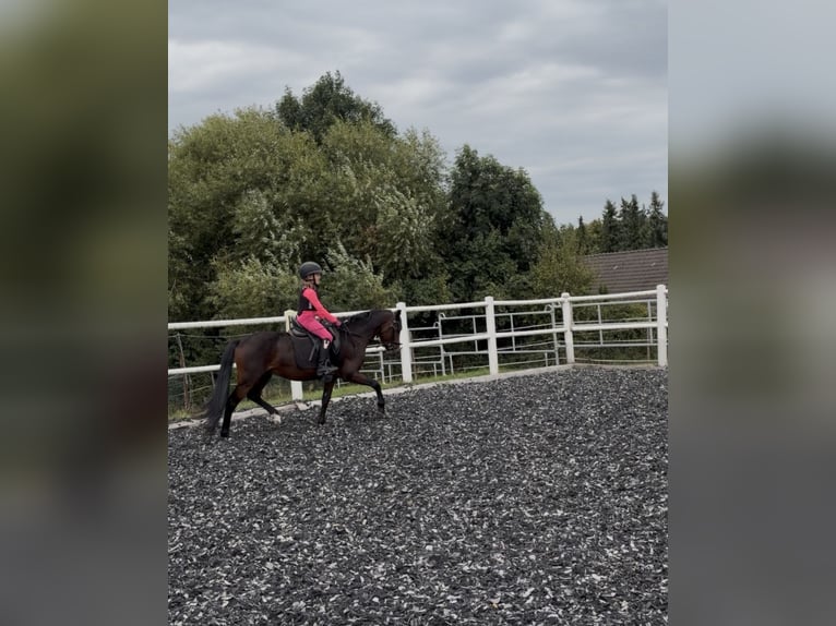 Welsh-B Hengst 5 Jaar 136 cm Donkerbruin in Groß Twülpstedt