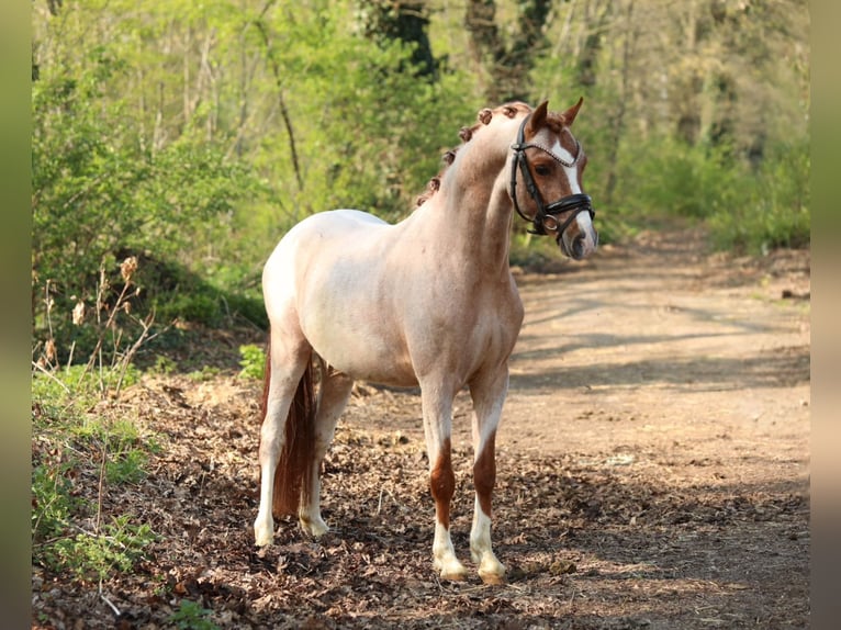 Welsh-B Hengst 5 Jahre 126 cm Roan-Red in Aalten