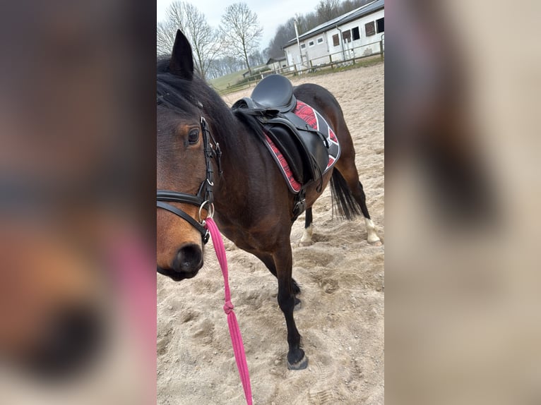 Welsh-B Hengst 6 Jahre 130 cm Brauner in Blekendorf