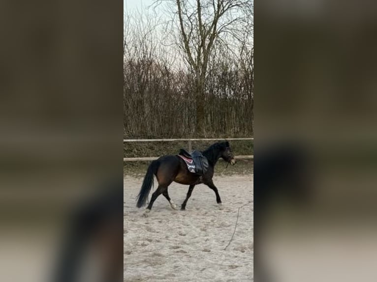 Welsh-B Hengst 6 Jahre 130 cm Brauner in Blekendorf