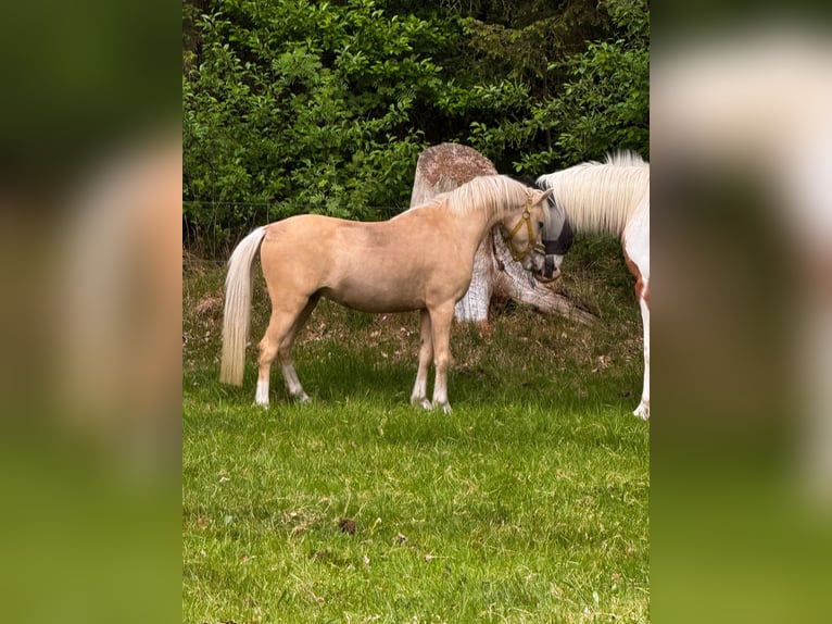 Welsh-B Hengst 6 Jahre 130 cm Palomino in Bordelum