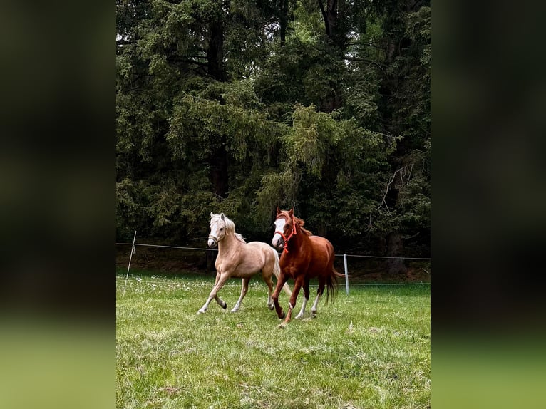 Welsh-B Hengst 6 Jahre 130 cm Palomino in Bordelum