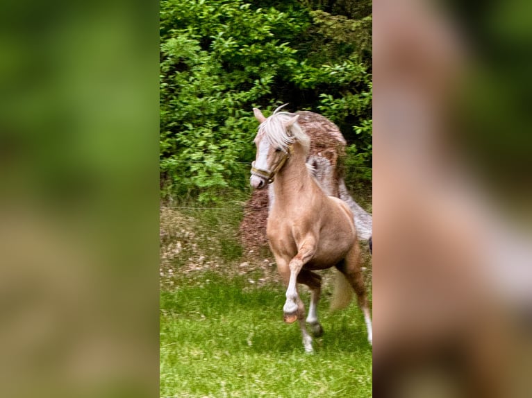 Welsh-B Hengst 6 Jahre 130 cm Palomino in Bordelum