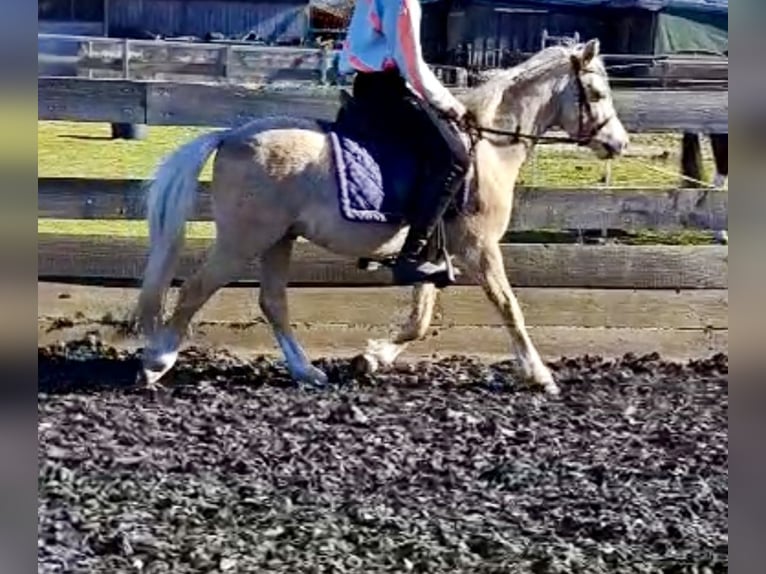 Welsh-B Hengst 6 Jahre 130 cm Palomino in Bordelum