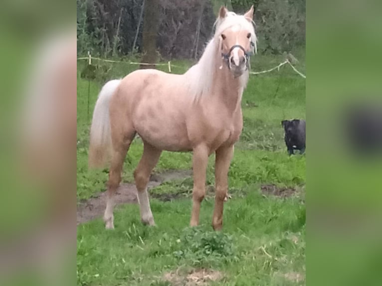 Welsh-B Hengst 6 Jahre 135 cm Palomino in Baraggia