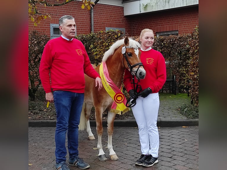 Welsh-B Hengst 7 Jahre 130 Cm Fuchs In Haren