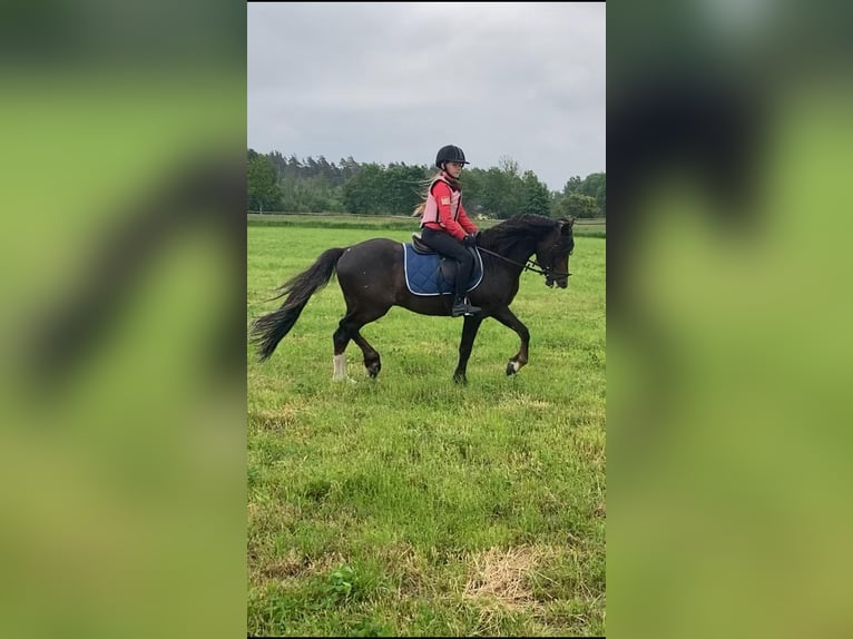 Welsh-B Hengst 9 Jaar 136 cm Donkere-vos in Fjaras