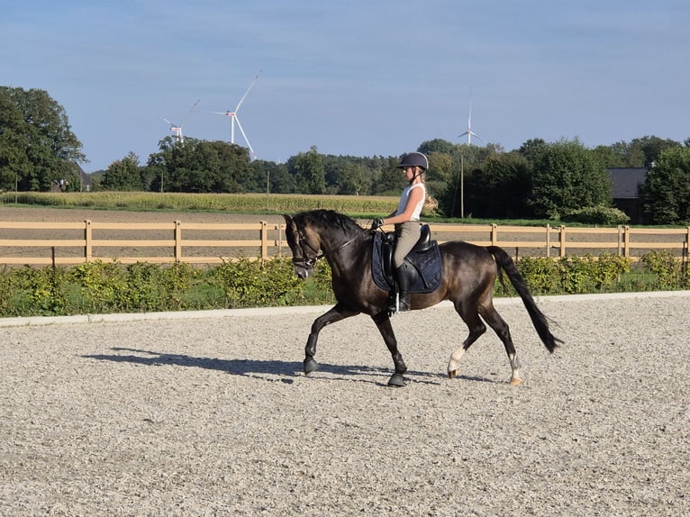 Welsh-B Hengst 9 Jaar 144 cm Buckskin in Velen