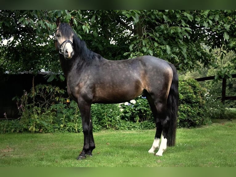 Welsh-B Hengst 9 Jaar 144 cm Buckskin in Velen