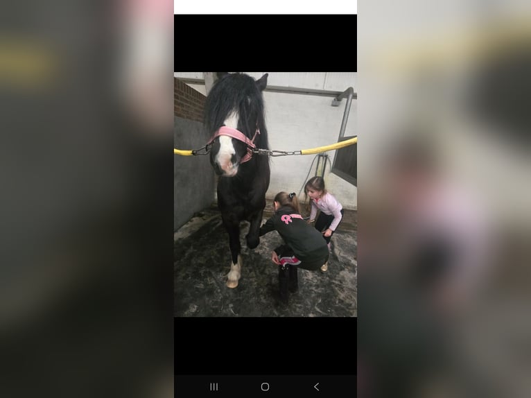 Welsh-B Hengst 9 Jahre 126 cm Rappe in Prinsenbeek