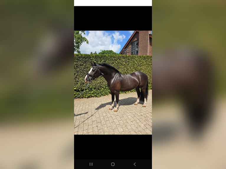 Welsh-B Hengst 9 Jahre 126 cm Rappe in Prinsenbeek