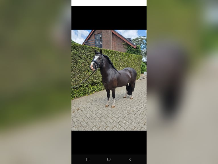Welsh-B Hengst 9 Jahre 126 cm Rappe in Prinsenbeek