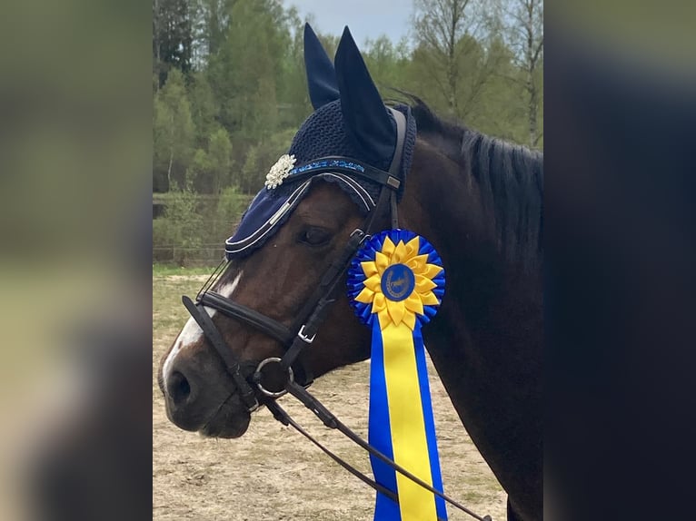 Welsh-B Hengst 9 Jahre 136 cm Dunkelfuchs in Fjaras