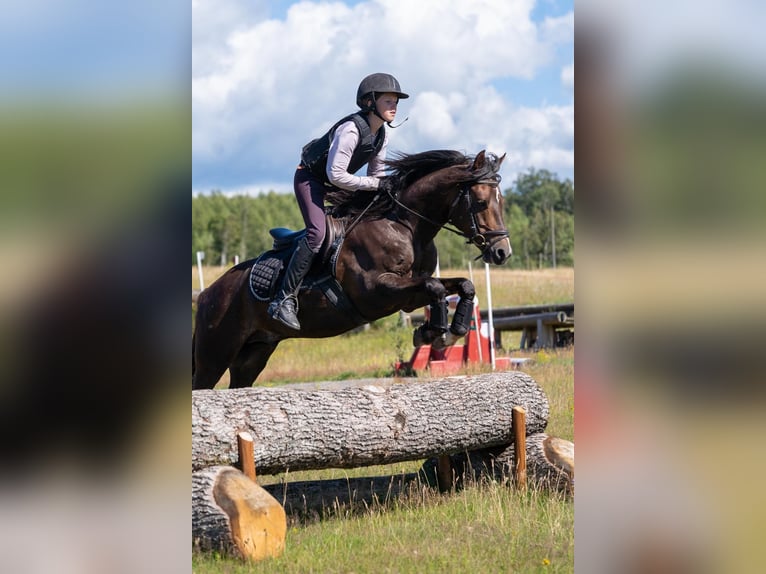 Welsh-B Hengst 9 Jahre 136 cm Dunkelfuchs in Fjaras