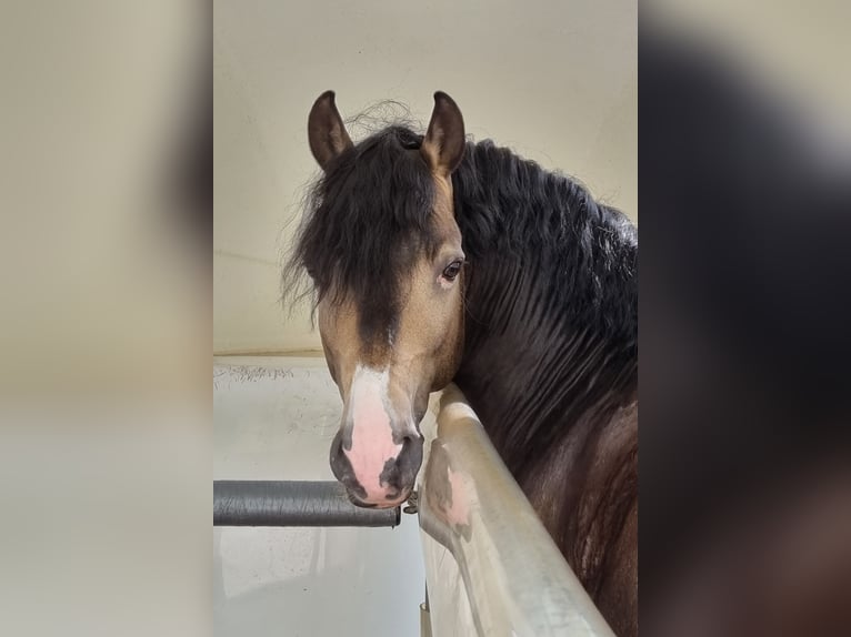 Welsh-B Hengst 9 Jahre 144 cm Buckskin in Velen